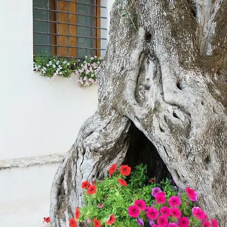 Santo Mercurio *